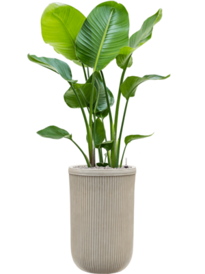 Strelitzia nicolai en Baq Vertical Rib