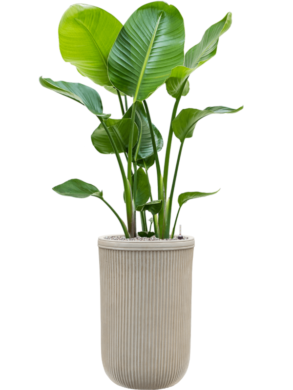 Strelitzia nicolai en Baq Vertical Rib