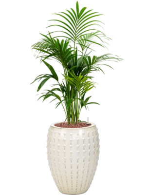 Kentia (Howea) forsteriana en Laos