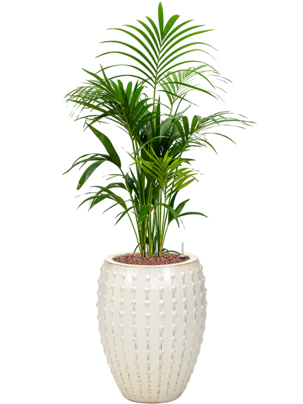 Kentia (Howea) forsteriana en Laos, Private label