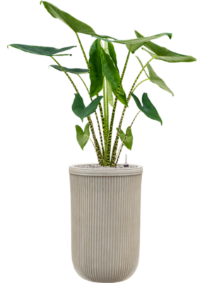 Alocasia zebrina en Baq Vertical Rib