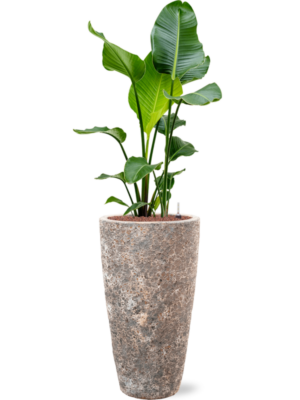 Strelitzia nicolai en Baq Lava