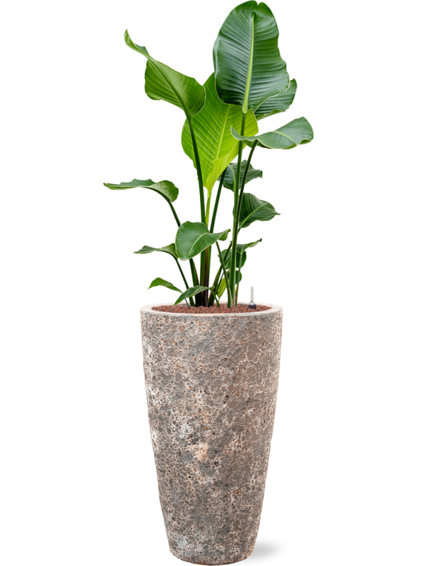 Strelitzia nicolai en Baq Lava
