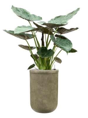 Alocasia Wentii en Baq Vertical Rib