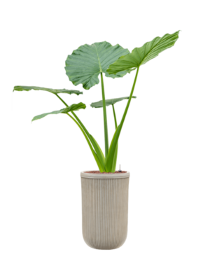 Alocasia macrorrhizos en Baq Vertical Rib