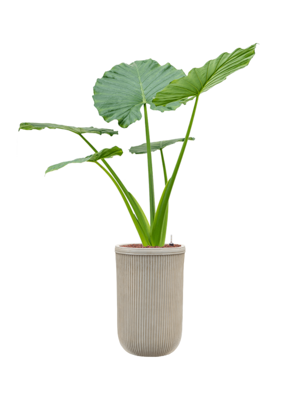 Alocasia macrorrhizos en Baq Vertical Rib