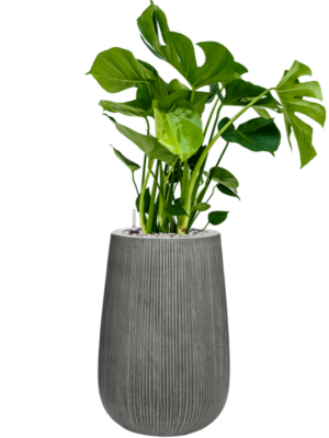 Monstera deliciosa en Ridged Vertically