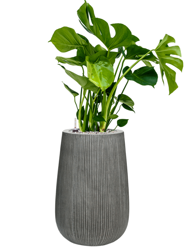 Monstera deliciosa en Ridged Vertically, Pottery Pots