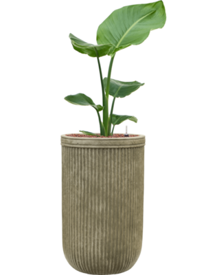 Strelitzia nicolai en Baq Vertical Rib
