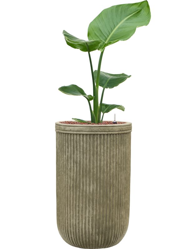 Strelitzia nicolai en Baq Vertical Rib