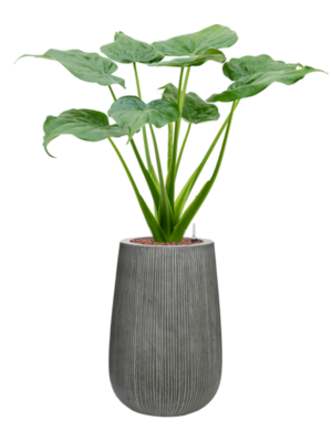 Alocasia cucullata en Ridged Vertically