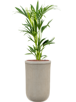 Kentia (Howea) forsteriana en Baq Vertical Rib