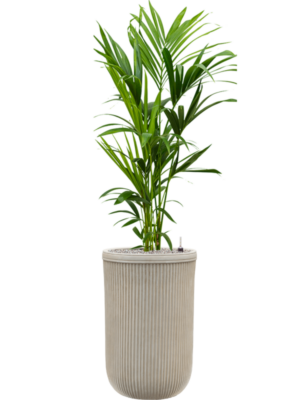 Kentia (Howea) forsteriana en Baq Vertical Rib