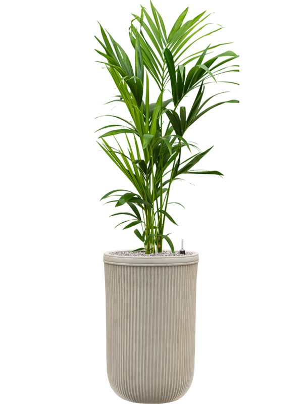 Kentia (Howea) forsteriana en Baq Vertical Rib