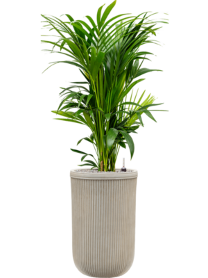 Kentia (Howea) forsteriana en Baq Vertical Rib