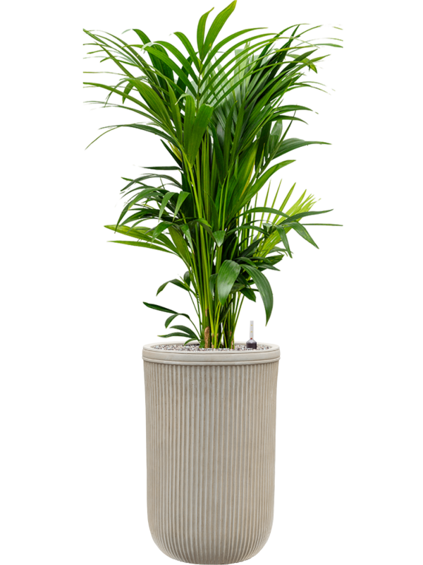 Kentia (Howea) forsteriana en Baq Vertical Rib