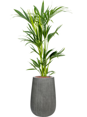Kentia (Howea) forsteriana en Ridged Vertically