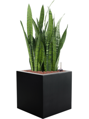 Sansevieria zeylanica en Argento