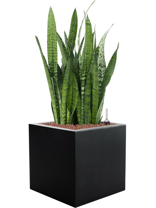 Sansevieria zeylanica en Argento, Luca Lifestyle