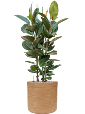 Ficus elastica 'Robusta' en Baq Dune
