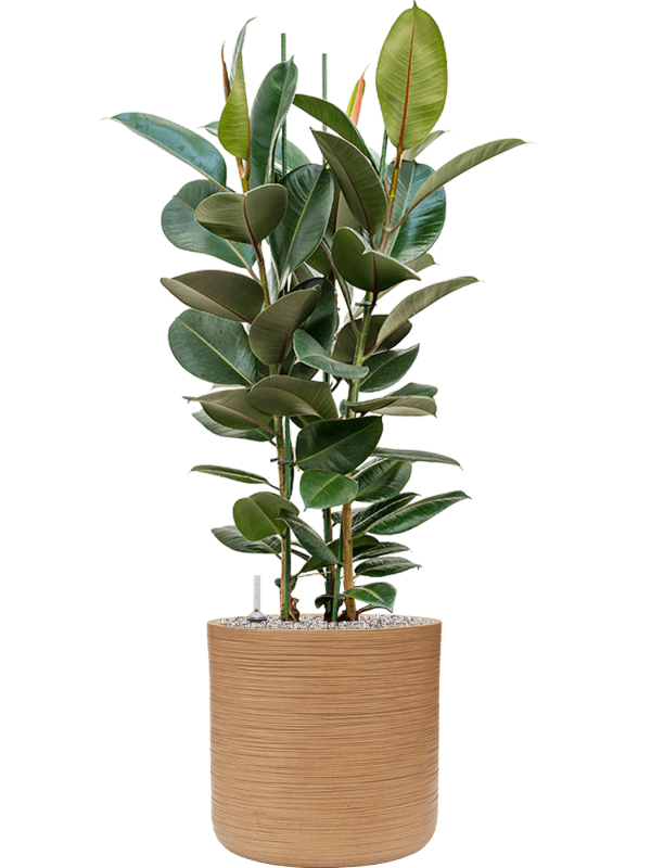 Ficus elastica 'Robusta' en Baq Dune