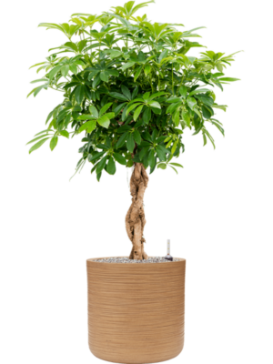 Schefflera arboricola 'Compacta' en Baq Dune