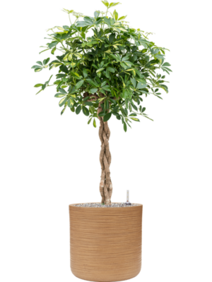 Schefflera arboricola 'Gold Capella' en Baq Dune