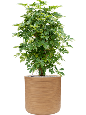 Schefflera arboricola 'Compacta' en Baq Dune