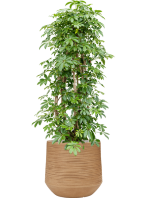 Schefflera arboricola 'Compacta' en Baq Dune