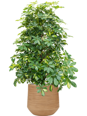 Schefflera arboricola 'Gold Capella' en Baq Dune