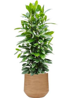 Ficus cyathistipula en Baq Dune