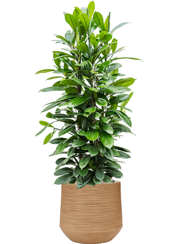 Ficus cyathistipula en Baq Dune