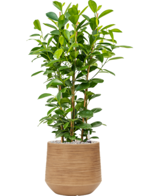 Ficus microcarpa 'Moclame' en Baq Dune