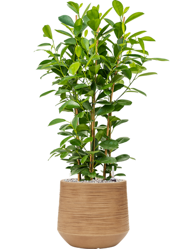 Ficus microcarpa 'Moclame' en Baq Dune