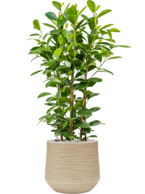 Ficus microcarpa 'Moclame' en Baq Dune