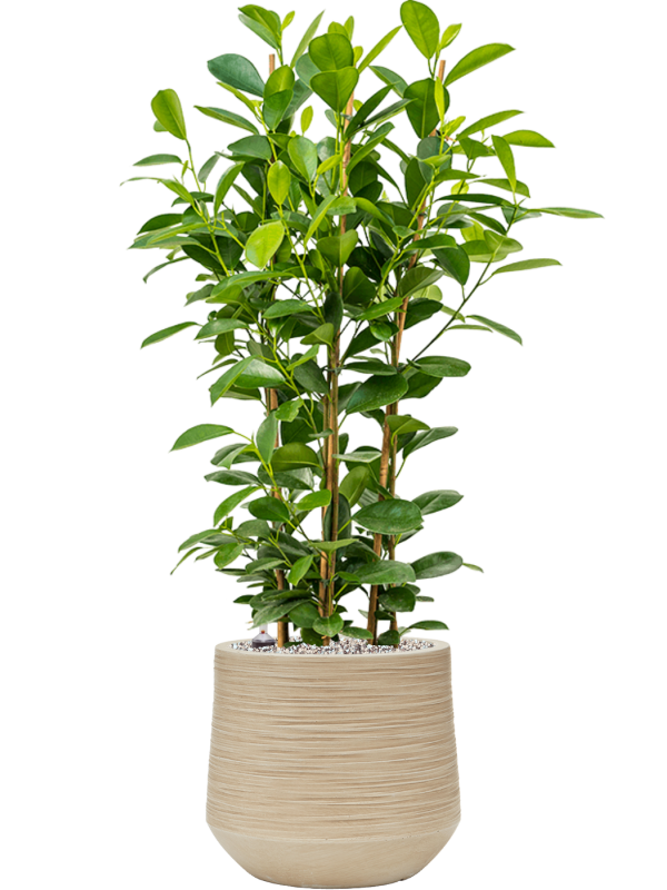 Ficus microcarpa 'Moclame' en Baq Dune