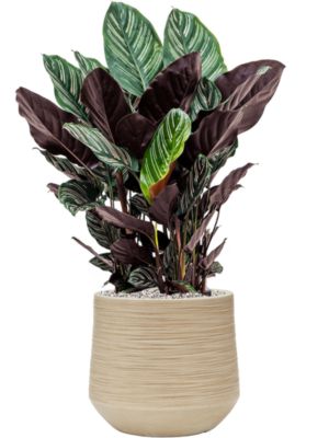 Calathea sanderiana en Baq Dune