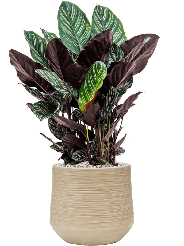 Calathea sanderiana en Baq Dune