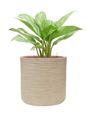 Aglaonema 'Stripes' en Baq Dune