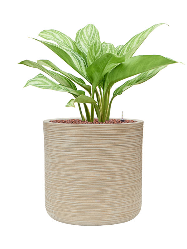 Aglaonema 'Stripes' en Baq Dune