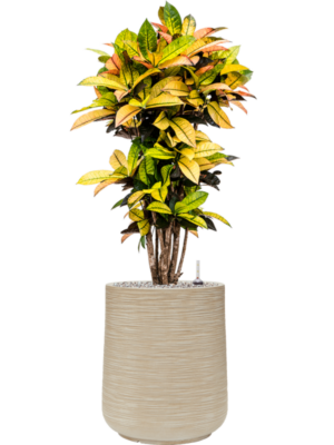 Croton (Codiaeum) variegatum 'Mrs. Iceton' en Baq Dune