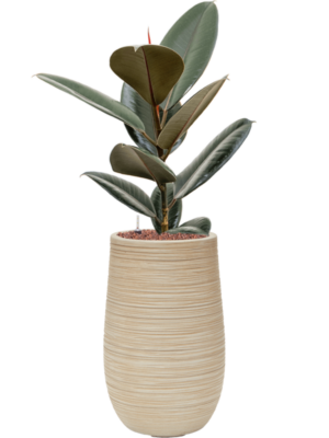 Ficus elastica 'Abidjan'' en Baq Dune