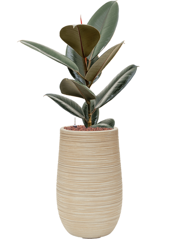 Ficus elastica 'Abidjan'' en Baq Dune