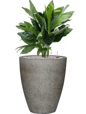 Chamaedorea metallica en Cement & Stone