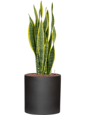 Sansevieria trifasciata 'Laurentii' en Refined