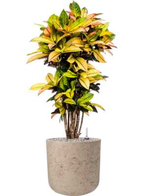 Croton (Codiaeum) variegatum 'Mrs. Iceton' en Rough