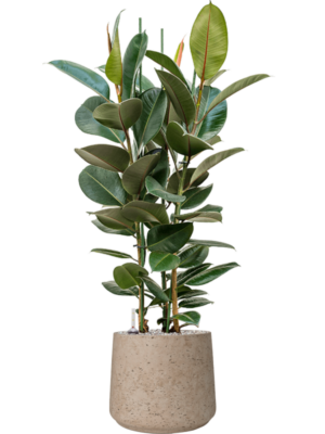 Ficus elastica 'Robusta' en Rough