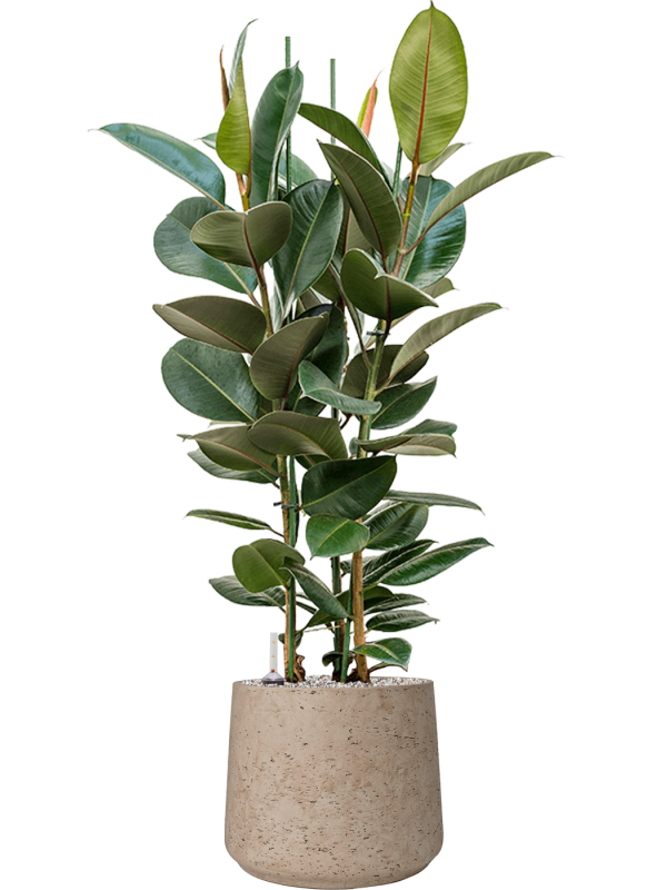 Ficus elastica 'Robusta' en Rough, Pottery Pots