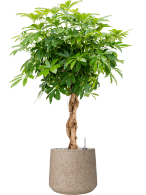Schefflera arboricola 'Compacta' en Rough