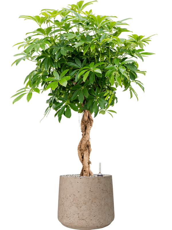 Schefflera arboricola 'Compacta' en Rough, Pottery Pots